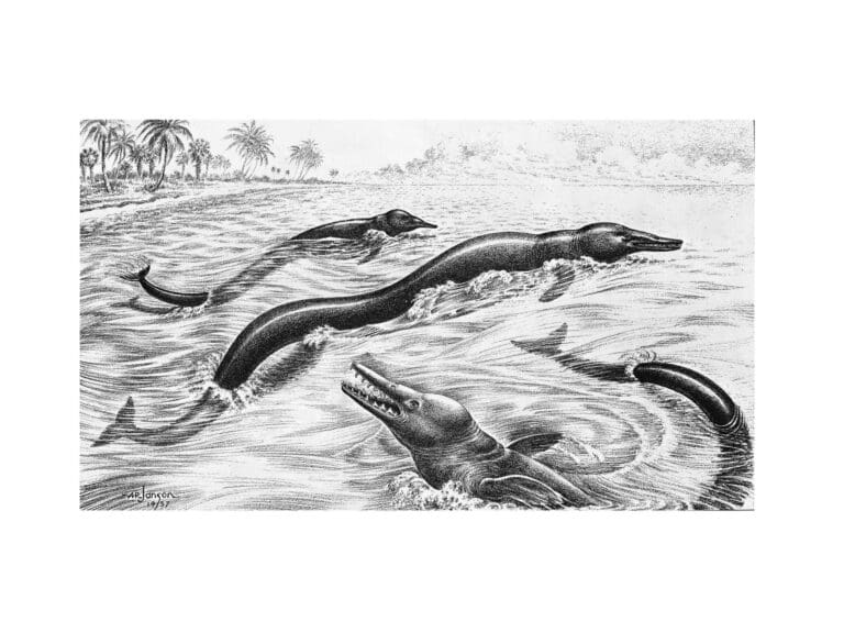 Eocene whale Basilosauras or Zeuglodon, Andrew Janson, 1957