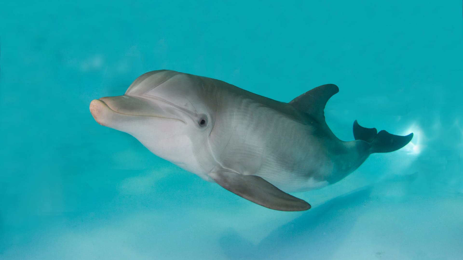 WINTER THE DOLPHIN  Clearwater Marine Aquarium Online Shop